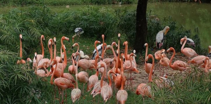 vinpearl-safari-phu-quoc-2-2