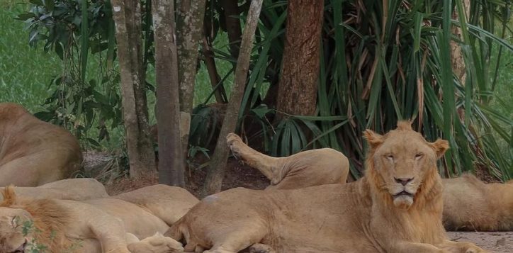 vinpearl-safari-phu-quoc-2